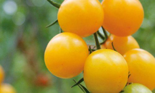 Gelbe Cherry Tomate