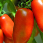 Papalino Tomate