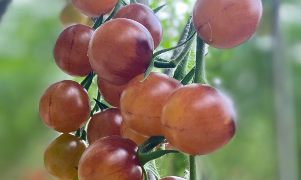 Schwarzwälder Kirsch Tomaten