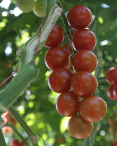 Cherry Tomaten von BABKUS