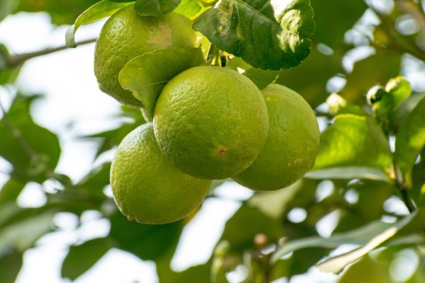 limetten