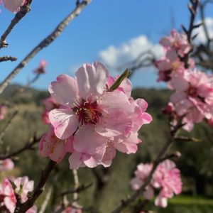 Mandelblüte Mallorca