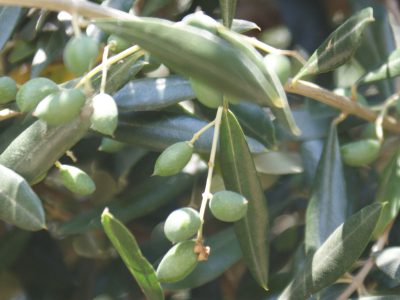 Olivenöl aus Apulien