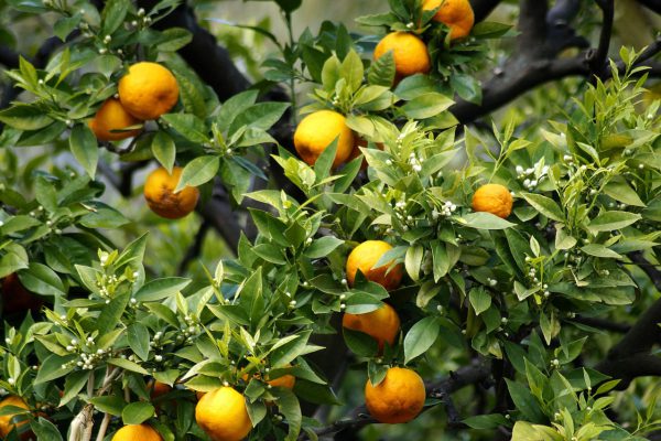 orangenbaum