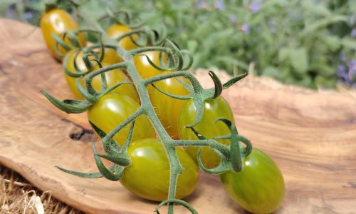 BABKUS Tomate Troepfchen Gruen